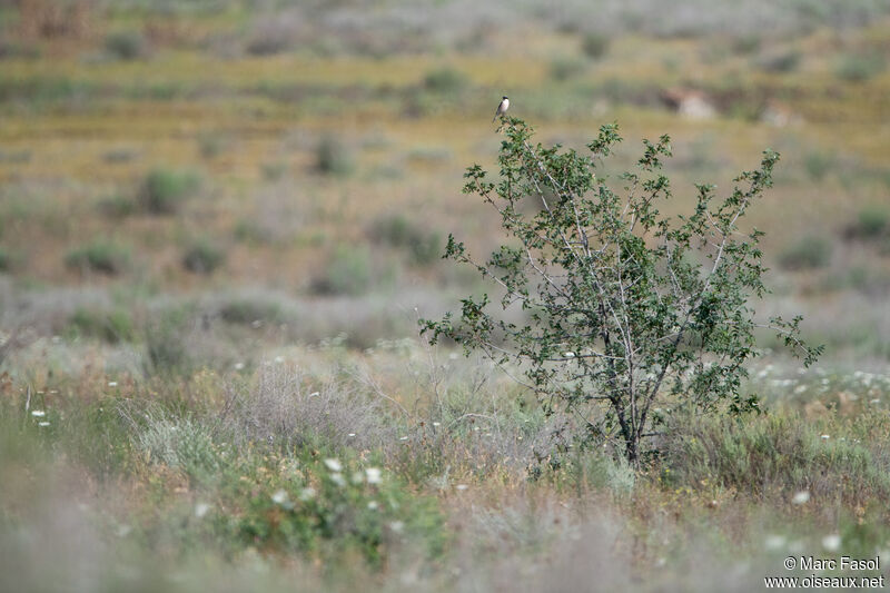 Lesser Grey Shrikeadult, habitat
