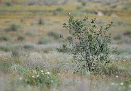 Lesser Grey Shrike