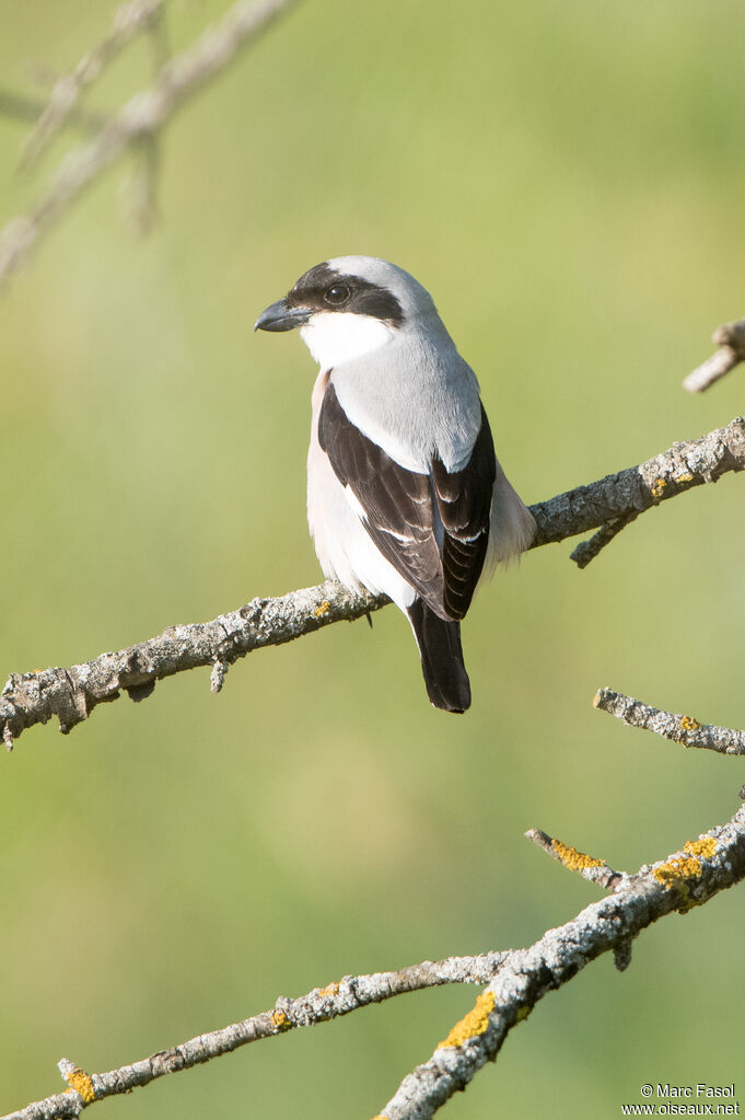 Pie-grièche à poitrine roseadulte, identification