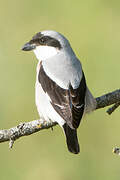 Lesser Grey Shrike