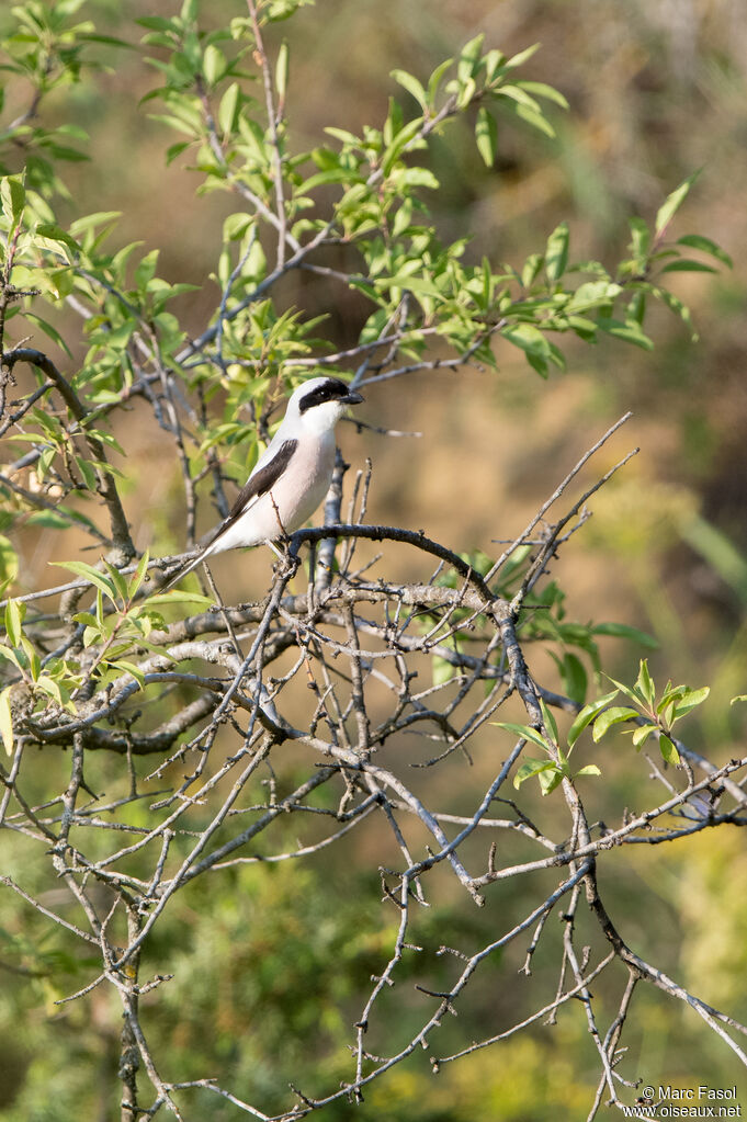 Lesser Grey Shrikeadult, identification