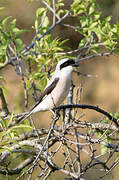 Lesser Grey Shrike