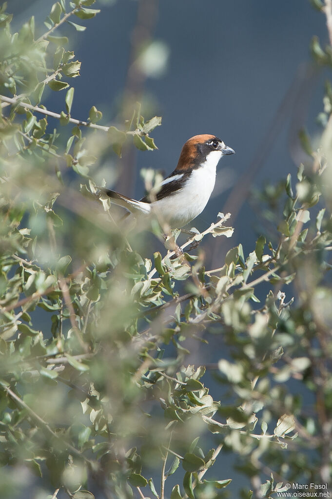 Woodchat Shrike male adult, identification