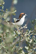 Woodchat Shrike