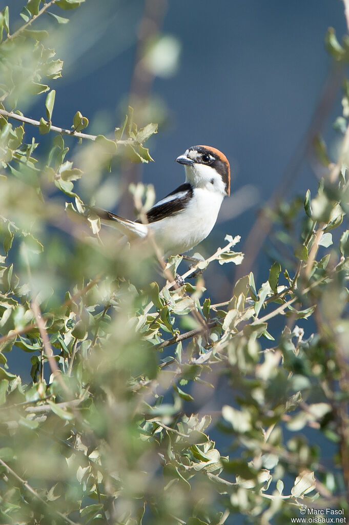 Woodchat Shrikeadult breeding