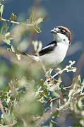 Woodchat Shrike