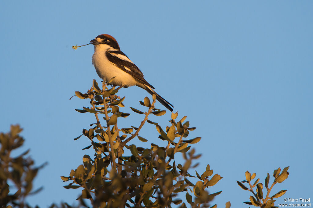 Woodchat Shrike male adult breeding, Reproduction-nesting