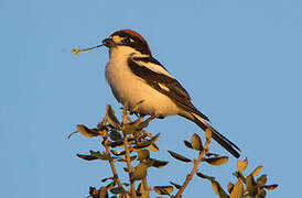 Woodchat Shrike