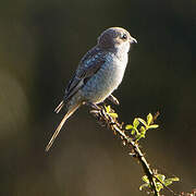 Woodchat Shrike