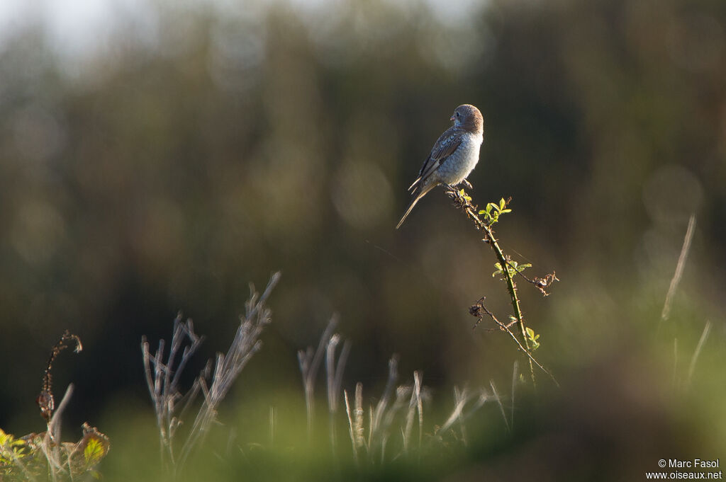 Woodchat Shrikeimmature