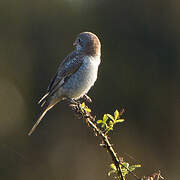 Woodchat Shrike