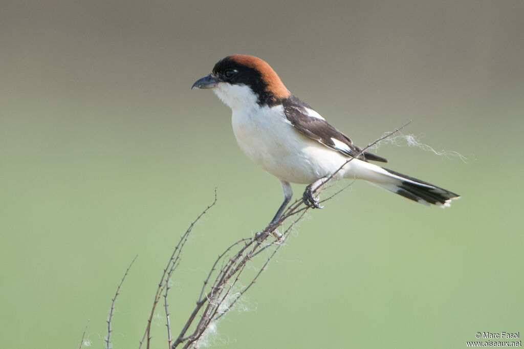 Woodchat Shrikeadult breeding, identification