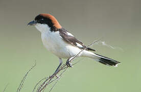 Woodchat Shrike