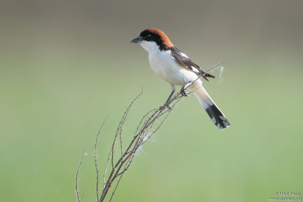 Woodchat Shrikeadult breeding, identification