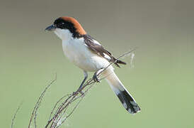 Woodchat Shrike