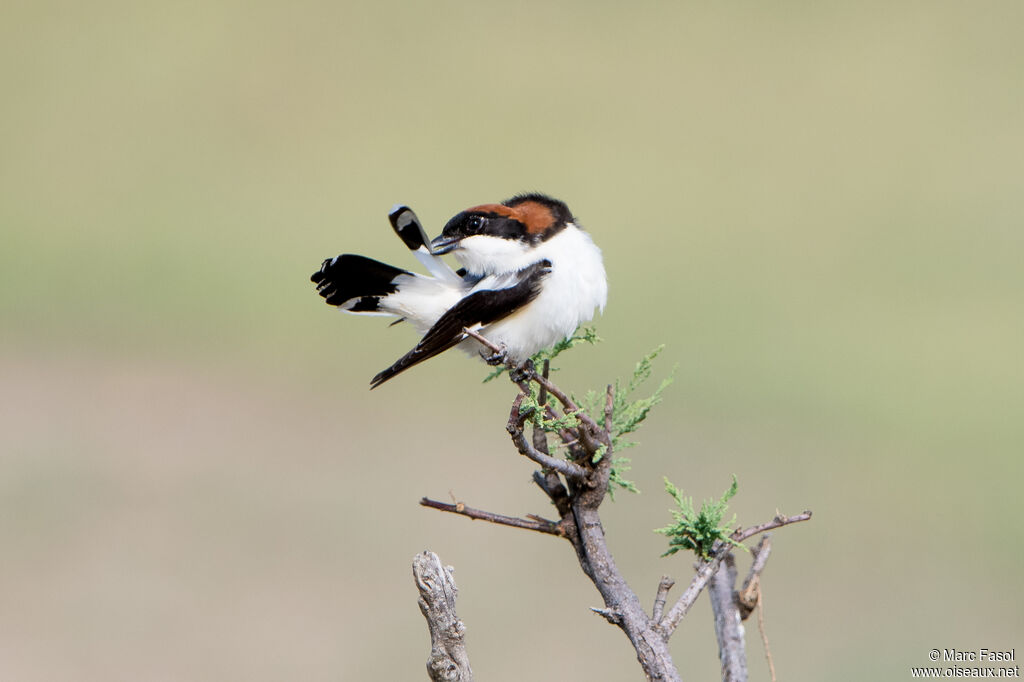 Woodchat Shrikeadult, identification, care