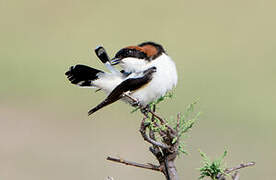 Woodchat Shrike