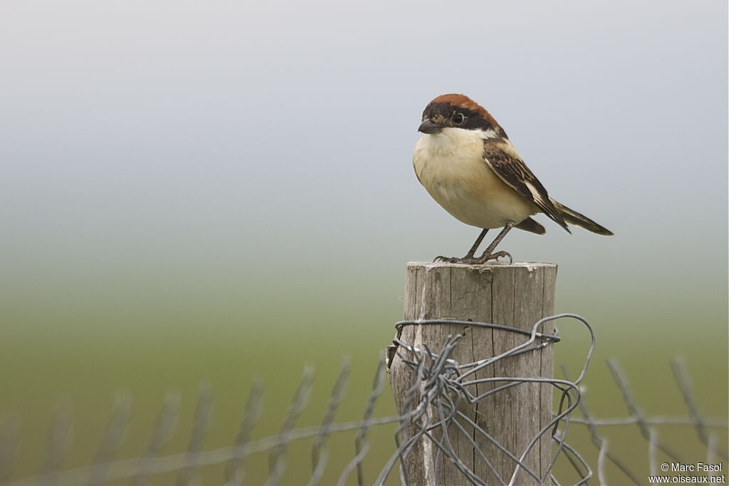 Woodchat Shrike female adult breeding, identification