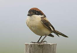 Woodchat Shrike