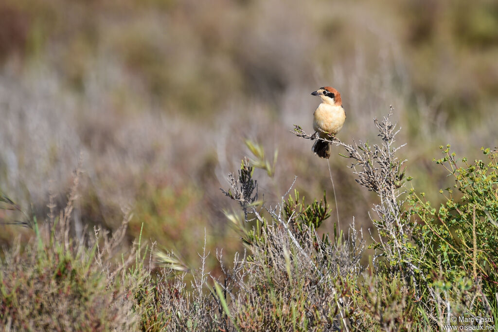 Woodchat Shrikeadult, identification