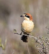 Woodchat Shrike