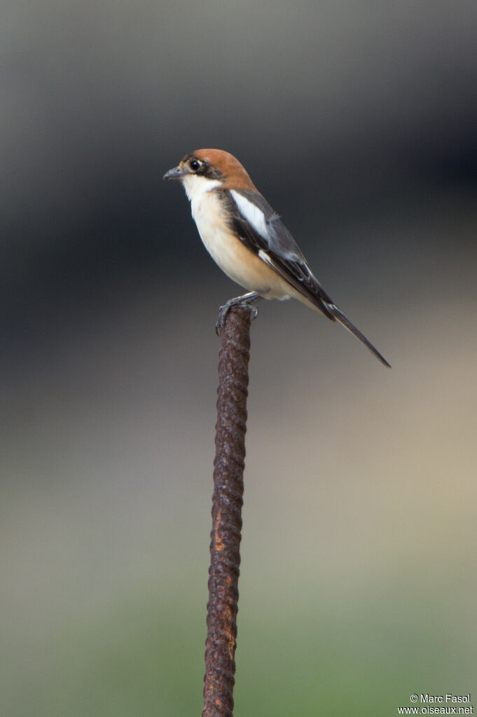 Woodchat Shrike male adult, identification