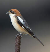 Woodchat Shrike