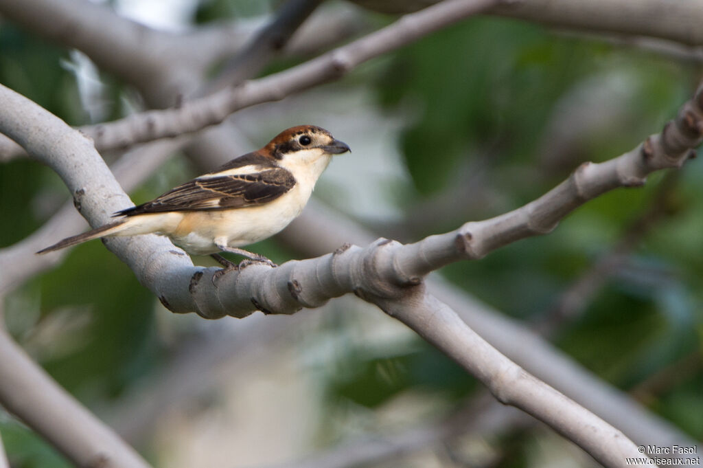 Woodchat Shrike female adult