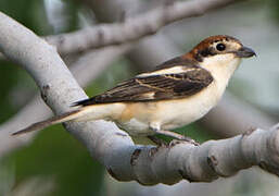 Woodchat Shrike