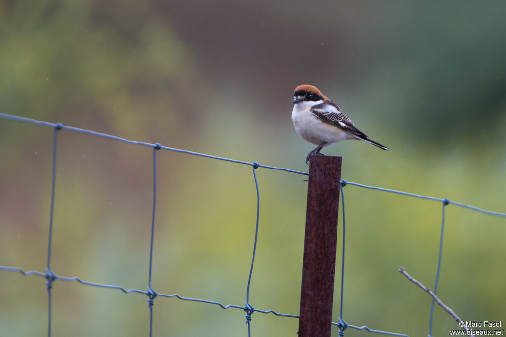 Woodchat Shrike male adult