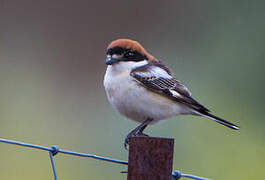 Woodchat Shrike