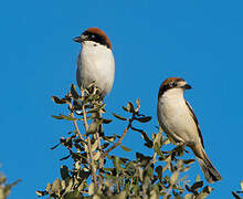 Woodchat Shrike