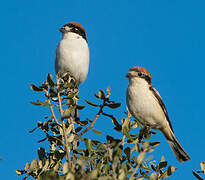 Woodchat Shrike