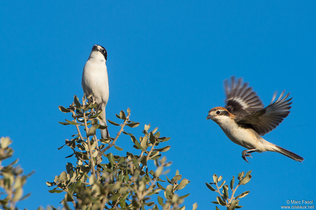 Woodchat Shrikeadult breeding, courting display