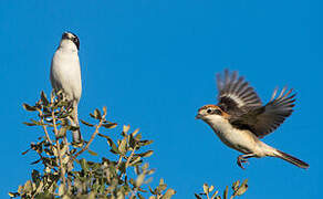 Woodchat Shrike