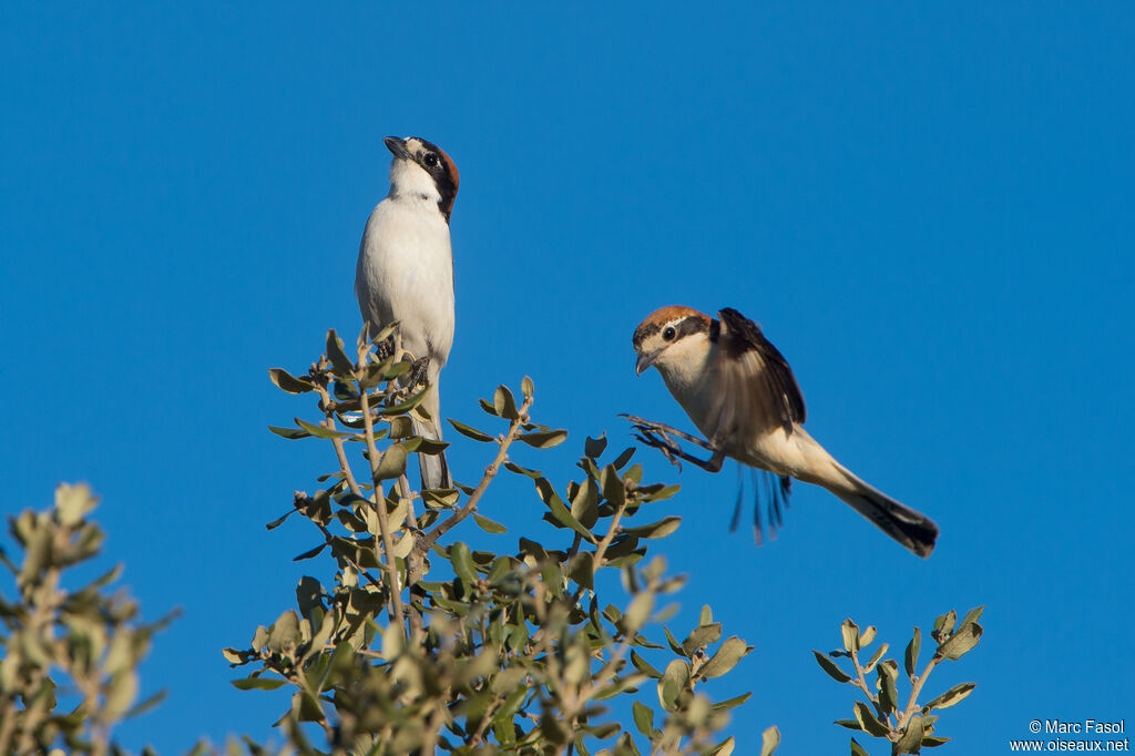 Woodchat Shrikeadult breeding