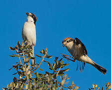 Woodchat Shrike