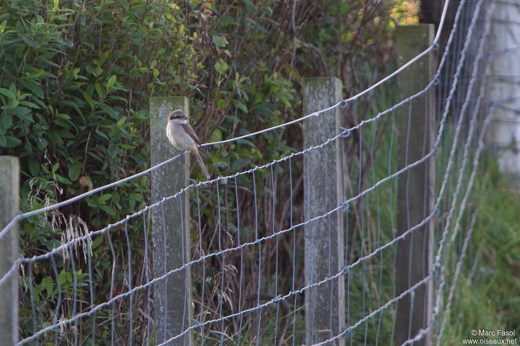 Pie-grièche bruneimmature, identification