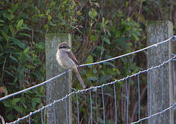 Brown Shrike