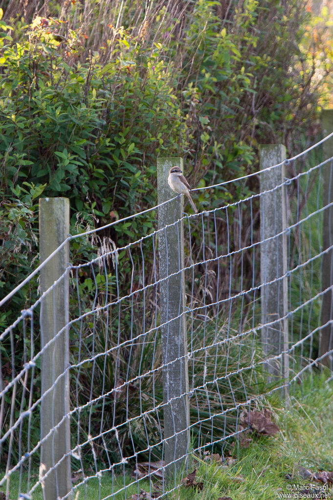 Brown Shrikeimmature, identification