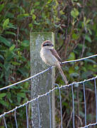 Brown Shrike