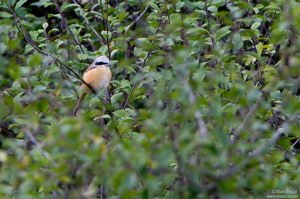 Pie-grièche brune mâle adulte nuptial, identification