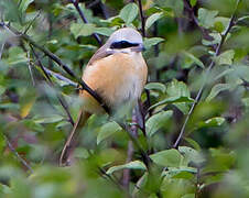 Brown Shrike