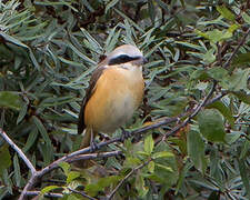 Brown Shrike