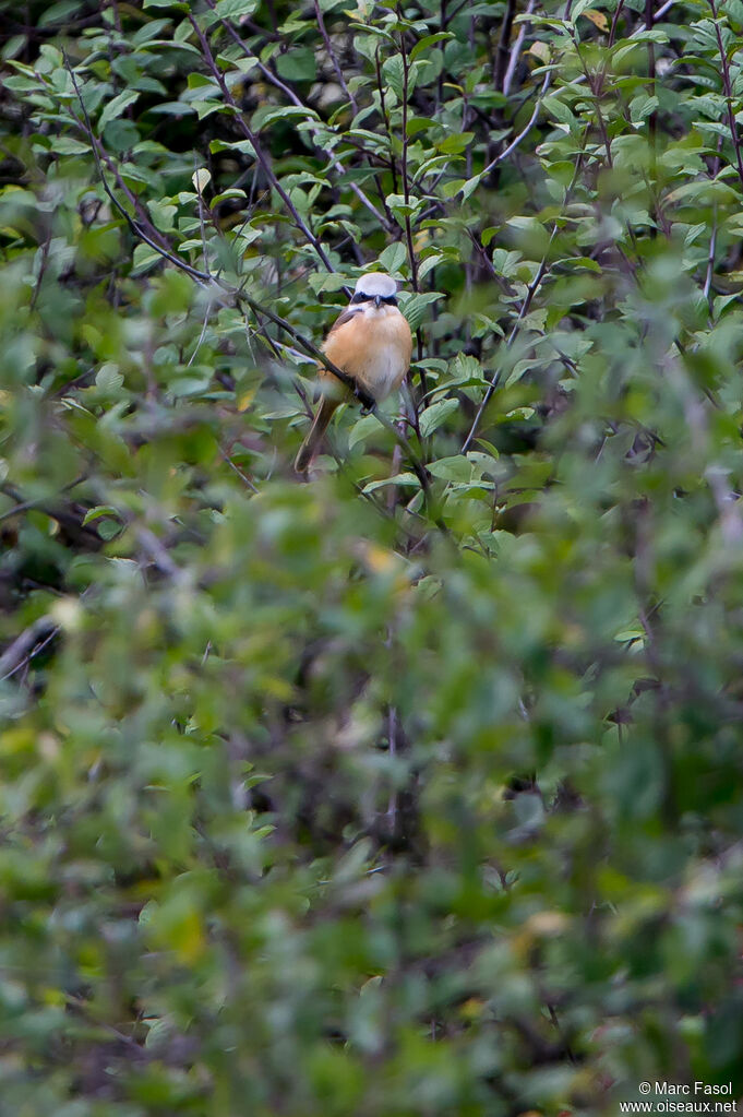 Brown Shrike male adult breeding, identification