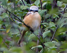 Brown Shrike