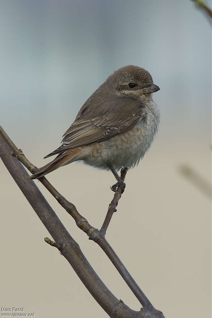 Red-tailed ShrikeFirst year, identification