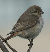 Red-tailed Shrike