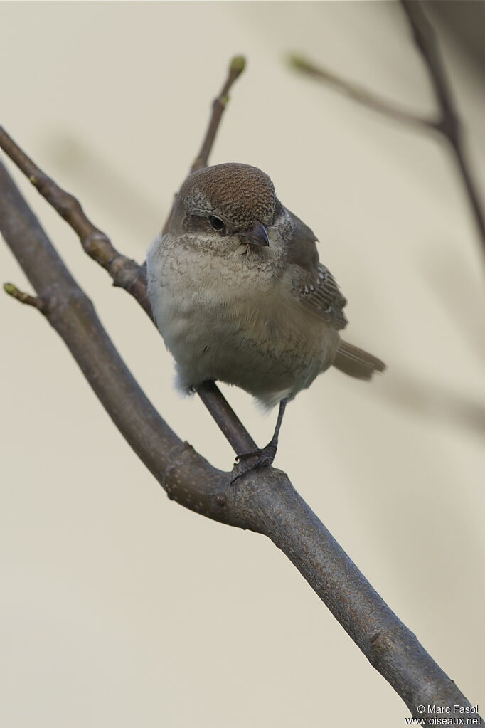 Red-tailed ShrikeFirst year, identification