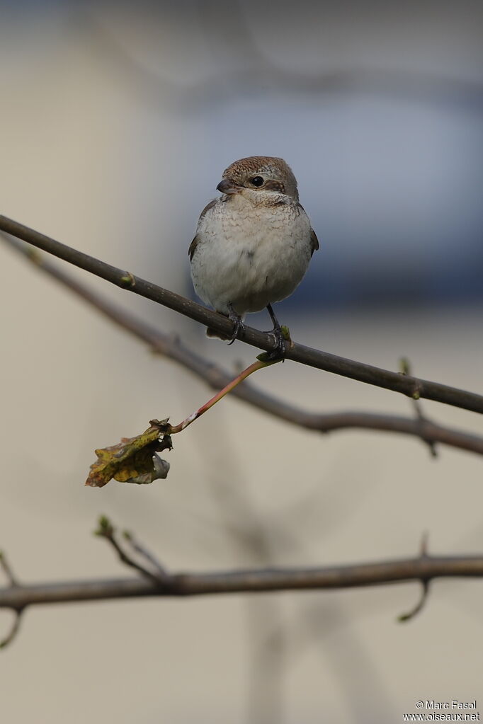 Red-tailed ShrikeFirst year, identification